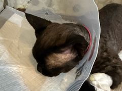 -宠爱国际动物医院·消化内科·心肾内科·ISFM猫友好(望京店)