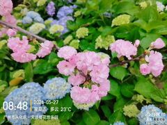 -天适樱花悠乐园
