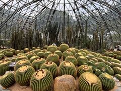 -深圳仙湖植物园
