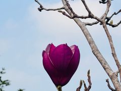 -东莞植物园