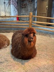 -Zoolung Zoolung动物主题公园(海信广场店)