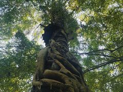-中国科学院西双版纳热带植物园