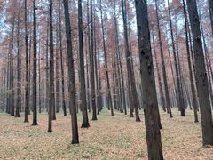 -东平国家森林公园
