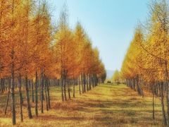 -塞罕坝国家级自然保护区