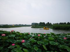 -白洋淀景区