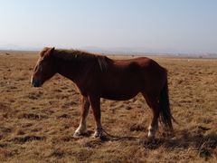 -塞罕坝国家级自然保护区