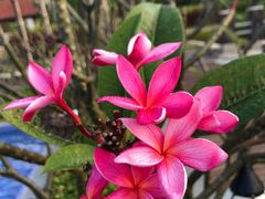 -西双版纳融创皇冠假日度假酒店