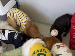 -怪兽屋·羊驼·猫咖·狗咖(俊华广场店)