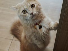 -唐小姐の私宠·宠物洗护美容·撸猫馆·购宠(周浦万达旗舰店)