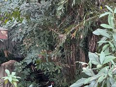 -金鸡山公园