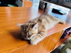 -小猫来了·猫舍(红山六九七九店)