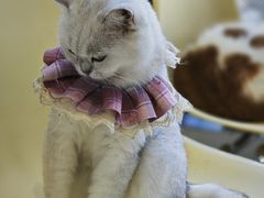 -怪兽屋·羊驼·猫咖·狗咖(俊华广场店)