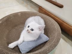 -关爱宠物医院·猫科中心·消化科(滨湖万达分院)