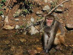 -西双版纳原始森林公园