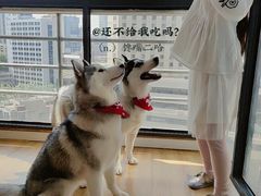 -Husky Go! 哈士奇体验馆·宠物咖啡厅狗咖