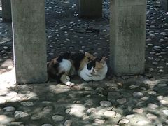 -上海佘山国家森林公园天马山园