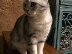 -猫猫幼稚园·撸猫·桌游·电玩