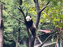 -都江堰中华大熊猫苑