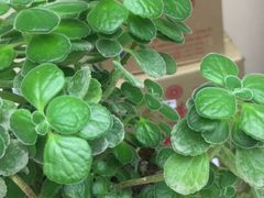 -龙大花卉苗木市场