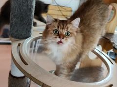 -平行世界·猫咖(首经贸店)