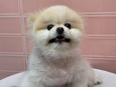 -FAELING PETS美天灵宠物(合生汇店)
