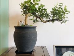 -秦美花卉(天朗·莱茵小城2期店)