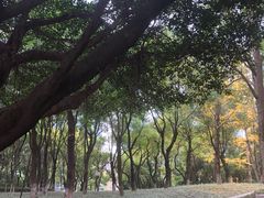 -重庆市江北嘴中央商务区中央公园