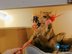 -宠小格时尚宠物生活馆(唐镇店)