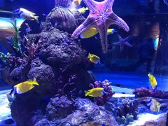 -上海海洋水族馆