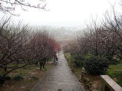 -香雪海