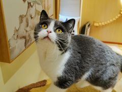 -猫和宫(六道口店)