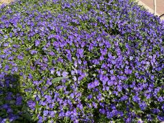 -玄武湖景区-情侣园游乐场