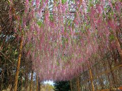 -天适樱花悠乐园