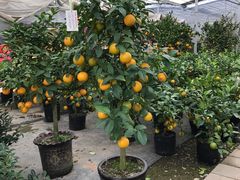 -龙大花卉苗木市场