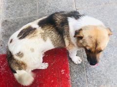 -开心庄园