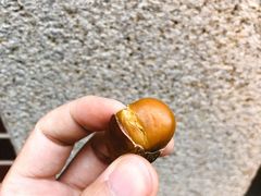 -陈记栗子(长宁路店)