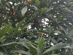 -塘栖枇杷特色园区