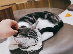 -飞行喵MR PILOT|猫舍·猫咖(静安大融城店)