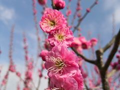 -花开海上生态园