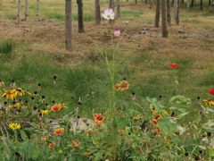 -济南国际园博园