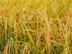 -光明小镇欢乐田园