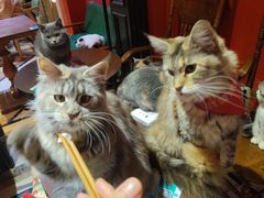 -猫色咖啡·猫咖
