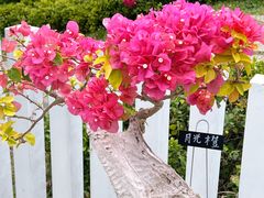 -东莞植物园
