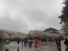 -武汉大学-樱园