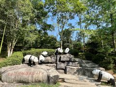 -都江堰中华大熊猫苑