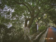 -翠屏公园