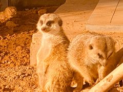 -济南野生动物世界