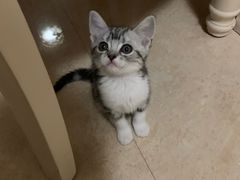-屋虎猫馆(宝安大仟里店)
