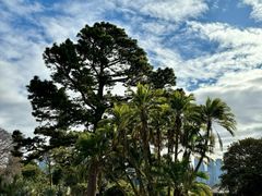 -墨尔本皇家植物园