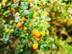 -墨尔本皇家植物园